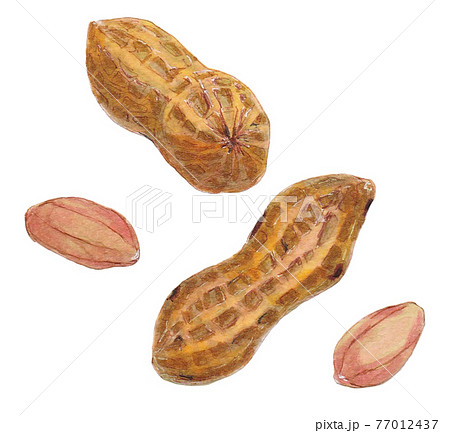 ピーナッツのイラスト素材