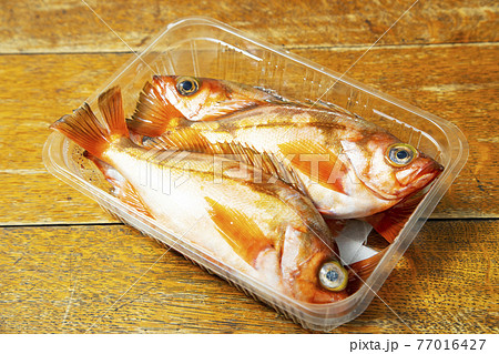 メバル科の写真素材