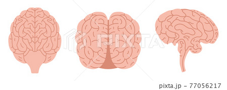 脳 正面 ベクター 医学のイラスト素材
