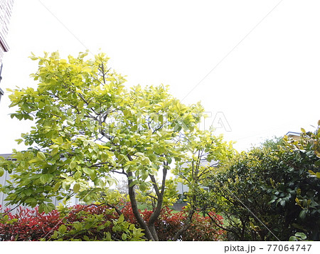 カナメ 木の写真素材