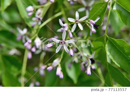 センダン 木の写真素材 - PIXTA