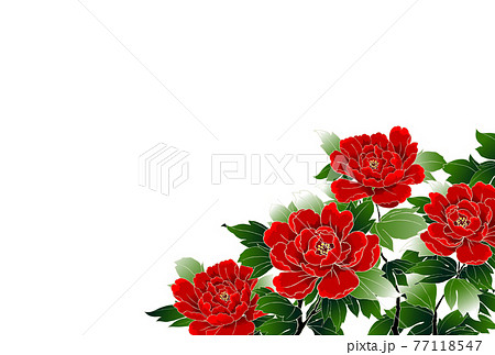 牡丹 和柄のイラスト素材