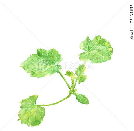 ズッキーニのイラスト素材集 ピクスタ