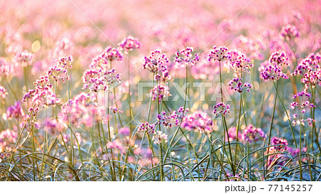 ラッキョウの花の写真素材