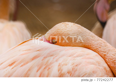 フラミンゴ 寝ている 睡眠 鳥の写真素材 - PIXTA