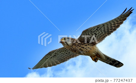 鷹 飛ぶの写真素材