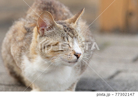 キジ白の写真素材