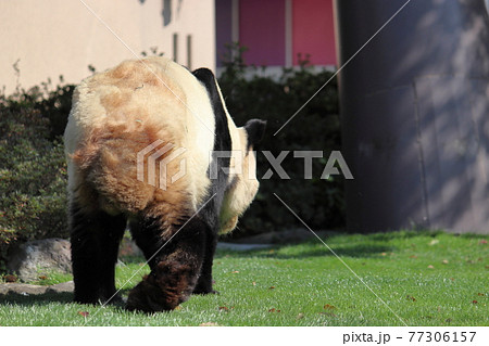 後ろ姿 パンダ ジャイアントパンダ キュートの写真素材