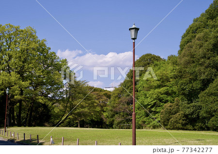 明治神宮 芝生広場の写真素材