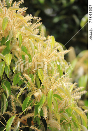 マテバシイの花の写真素材
