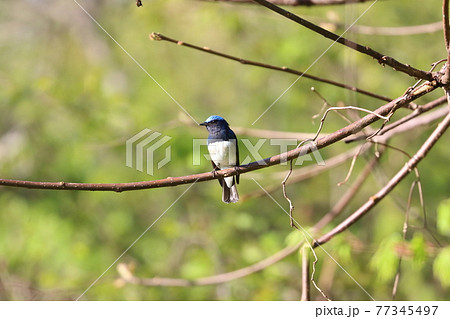 オオルリ 青い鳥 きれい 綺麗の写真素材