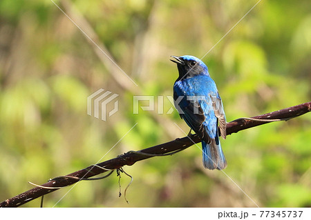 オオルリ 青い鳥 きれい 綺麗の写真素材