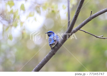 オオルリ 青い鳥 きれい 綺麗の写真素材