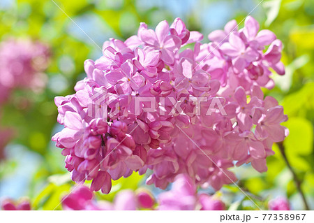 ライラックの花の写真素材 - PIXTA