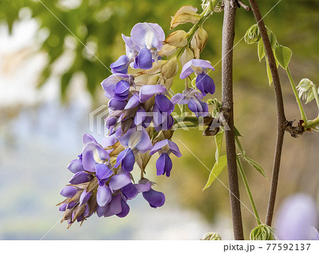 紫色のつる花の写真素材 紫色のつる花の写真素材