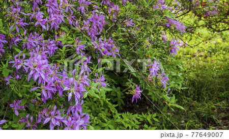 花 モチツツジ 花車 植物の写真素材 - PIXTA