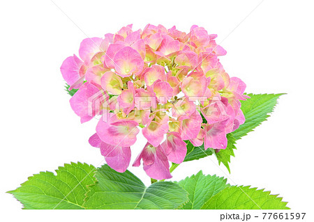 花 壁紙 紫陽花 梅雨の写真素材