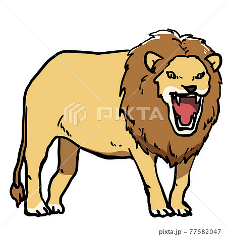 Panthera Leo Illustrations