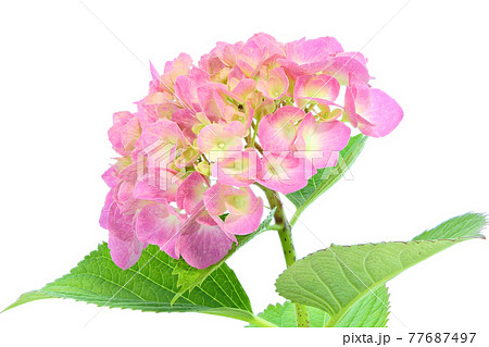 花 壁紙 紫陽花 梅雨の写真素材