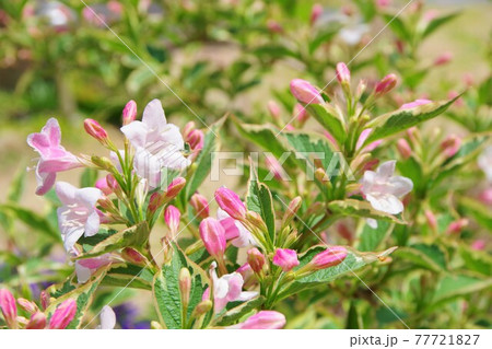 斑入りウツギの写真素材