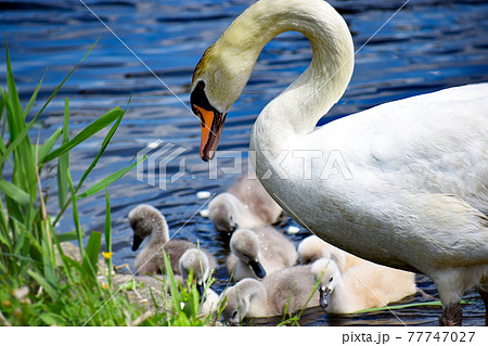 鳥 親子 子育て 白鳥 雛の写真素材