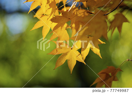 カエデ イタヤカエデ 葉 紅葉の写真素材