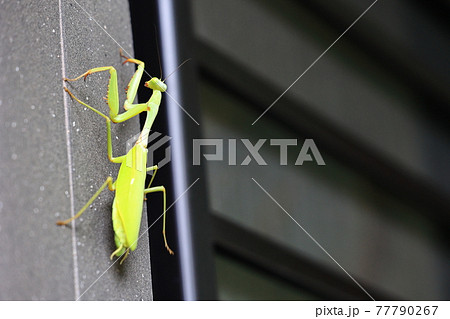 カマキリ バッタの写真素材