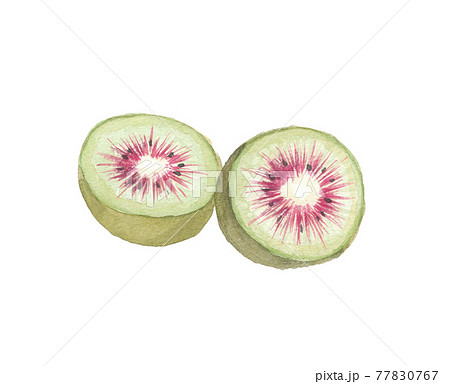 キウイフルーツのイラスト素材