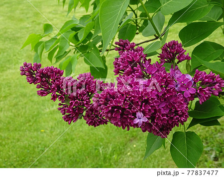 ライラックの花の写真素材 - PIXTA