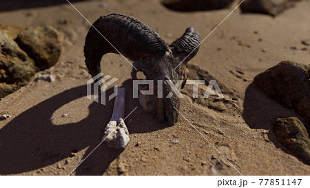 砂漠の生き物の写真素材