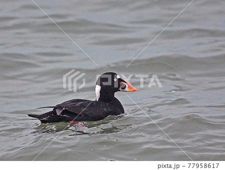 アラナミキンクロの写真素材