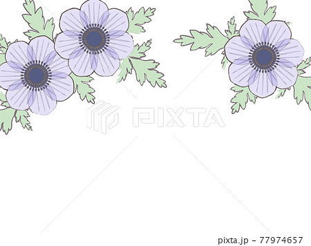 アネモネのイラスト素材 アネモネのイラスト素材