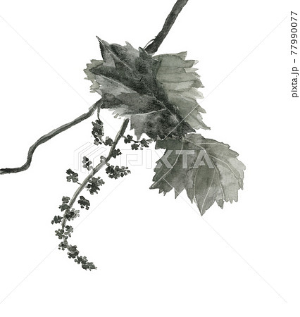 葡萄 ぶどう 水墨画 果物の写真素材 - PIXTA