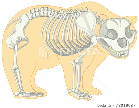 骨格 骸骨 くま クマの写真素材