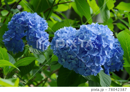 ハート 紫陽花 あじさいの写真素材