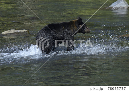 くま 熊 の写真素材集 ピクスタ