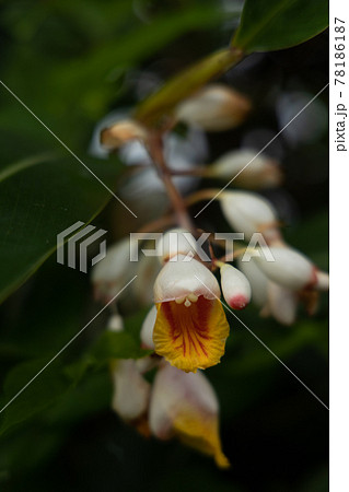 Littlejohnnov27さん No の写真素材