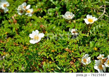 野ばら 初夏の花 バラ科 バラの写真素材