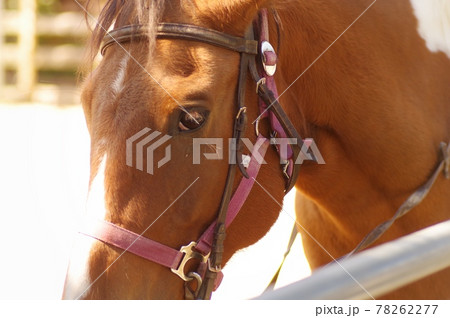 馬面 ポニー 馬 顔の写真素材