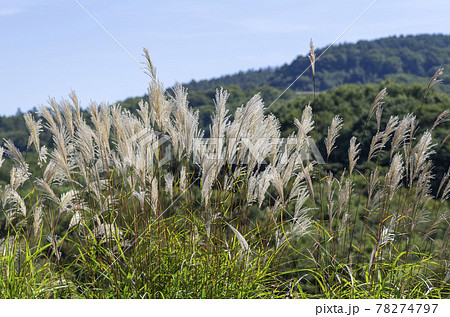 枯尾花の写真素材