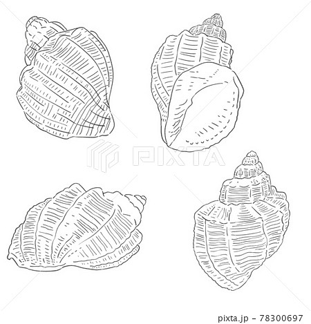 巻貝のイラスト素材