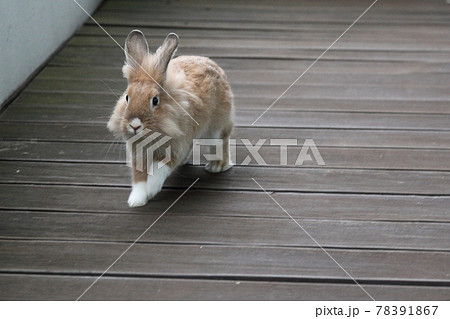 ライオンヘッド うさぎの写真素材