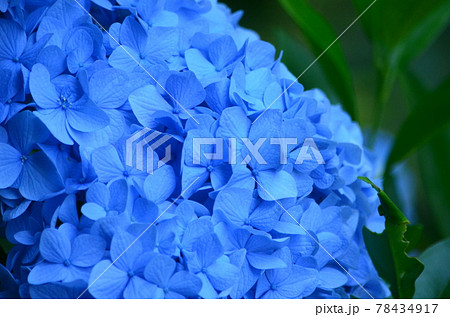 青の紫陽花 かたつむり 5月の花 6月の花の写真素材
