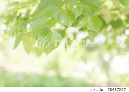 リンデンバウム 植物の写真素材