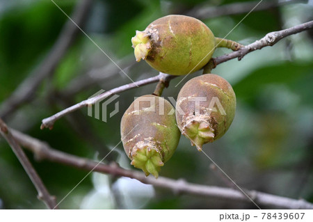 ロウバイの果実の写真素材