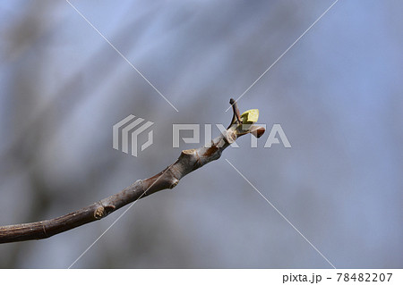 木 チューリップポプラ 花 葉の写真素材