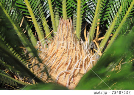 蘇鉄 植物 花 鉄樹の写真素材