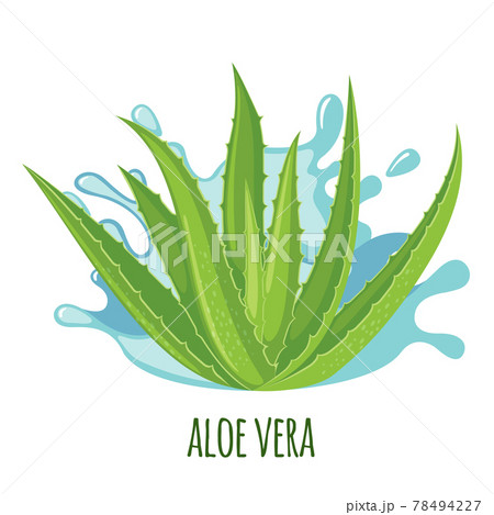 アロエのイラスト素材