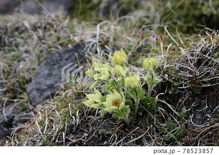 ツクモグサ 絶滅危惧種 八ヶ岳 山野草の写真素材 - PIXTA