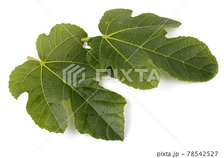 葉 イチジク いちじく 葉っぱの写真素材